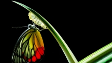 Evolution and change