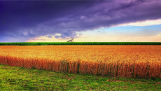Kansas summer wheat photo by James Watkins via Wikimedia Commons