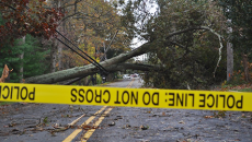 Tree felled by Hurricane Sandy
