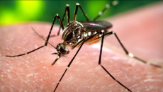 HHS gives $8 million to Moderna Therapeutics to speed development of Zika vaccine