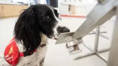 Trained dog sniffs for COVID-19. Dogs are now being used to detect cancer.