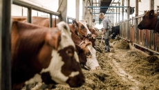 Person cleaning out stalls in a barn full of cows