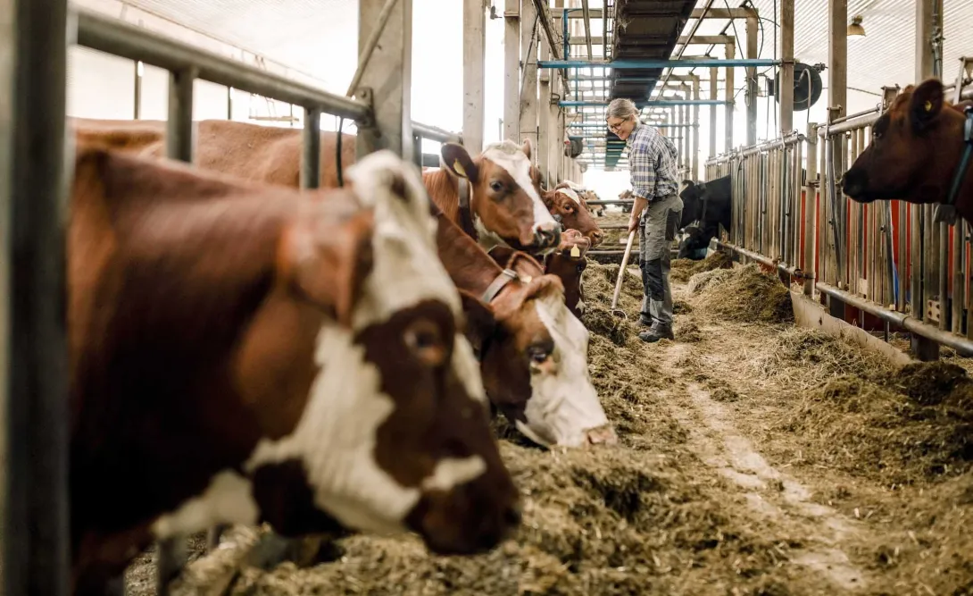 Person cleaning out stalls in a barn full of cows Person cleaning out stalls in a barn full of cows