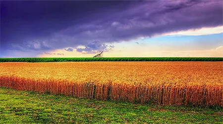 Kansas summer wheat photo by James Watkins via Wikimedia Commons