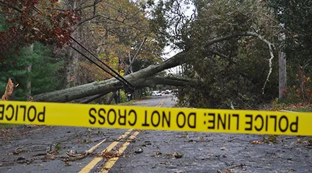 Tree felled by Hurricane Sandy