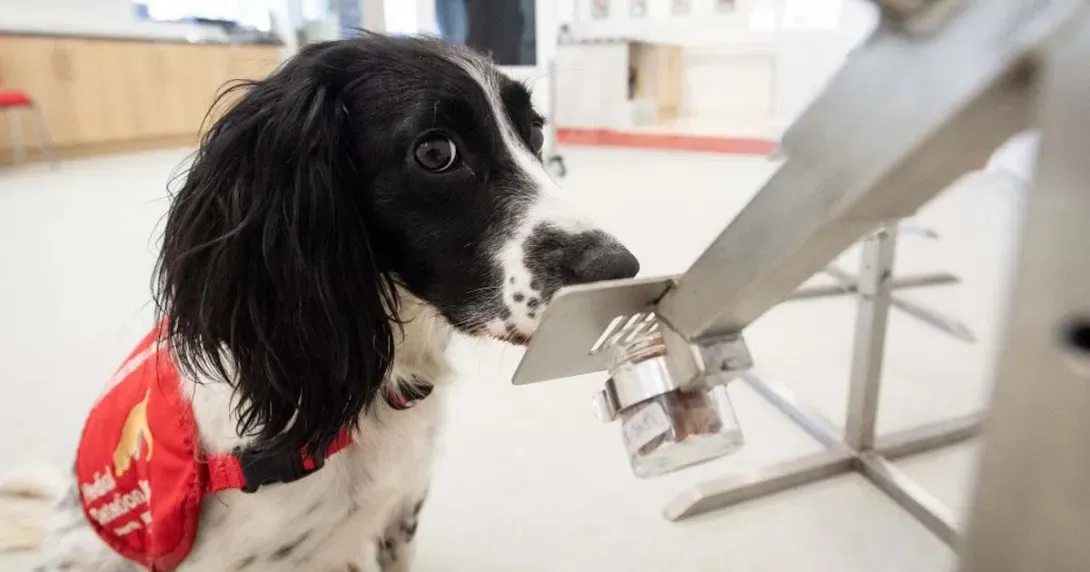 Trained dog sniffs for COVID-19. Dogs are now being used to detect cancer.