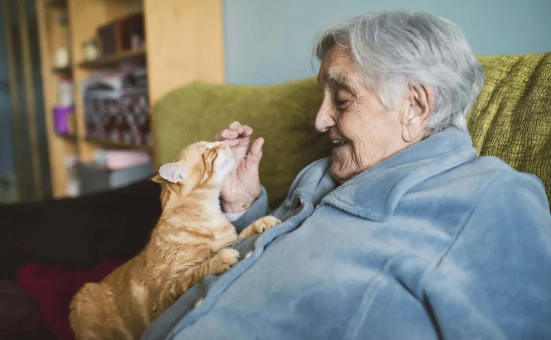 Person pets cat at home